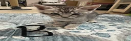 Bengal cats for sale: Bengal X kittens  in Bristol - Advert 31