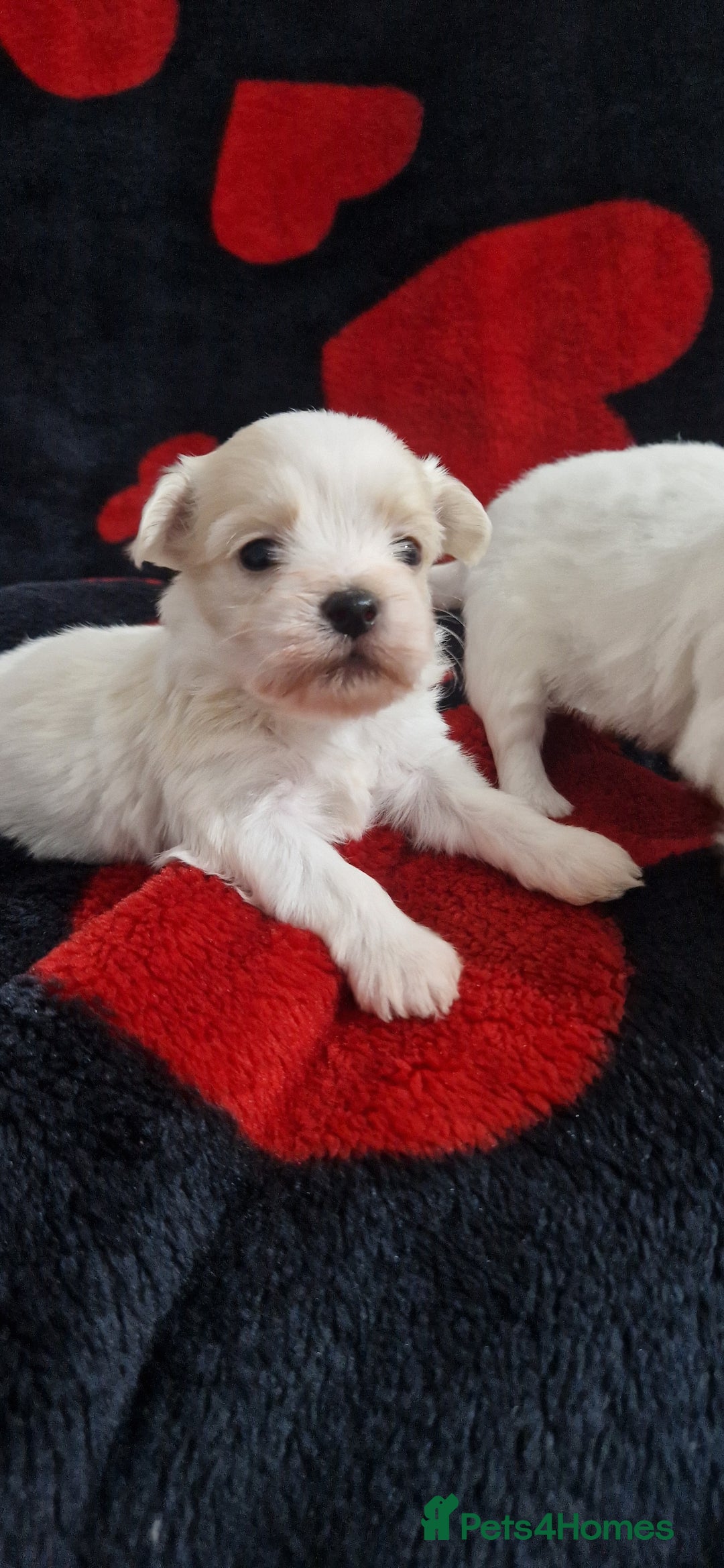 Mixed Breed dogs for sale: Bichon havaneze! - Advert 6