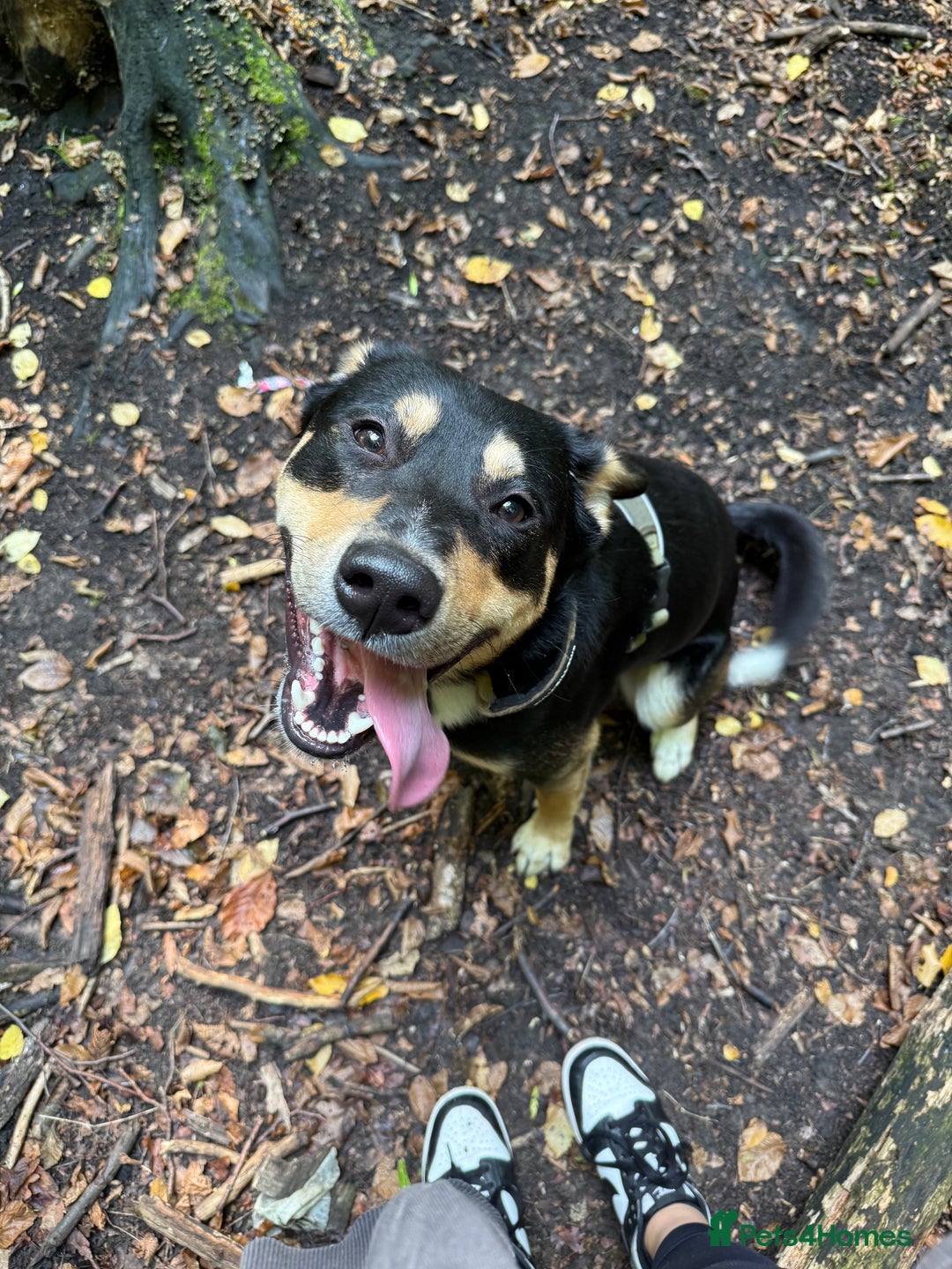 Mixed Breed dogs for sale: Our beautiful boy Koda💙 - Advert 8