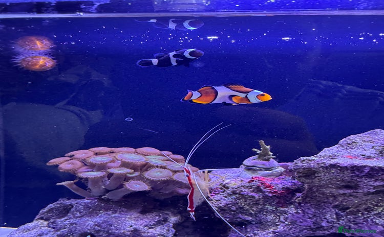 Other/Mixed Breed fish - Advert 5