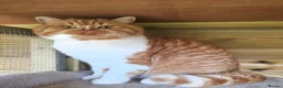 British Shorthair cats for sale: GCCF chunky British shorthair kittens - Advert 9