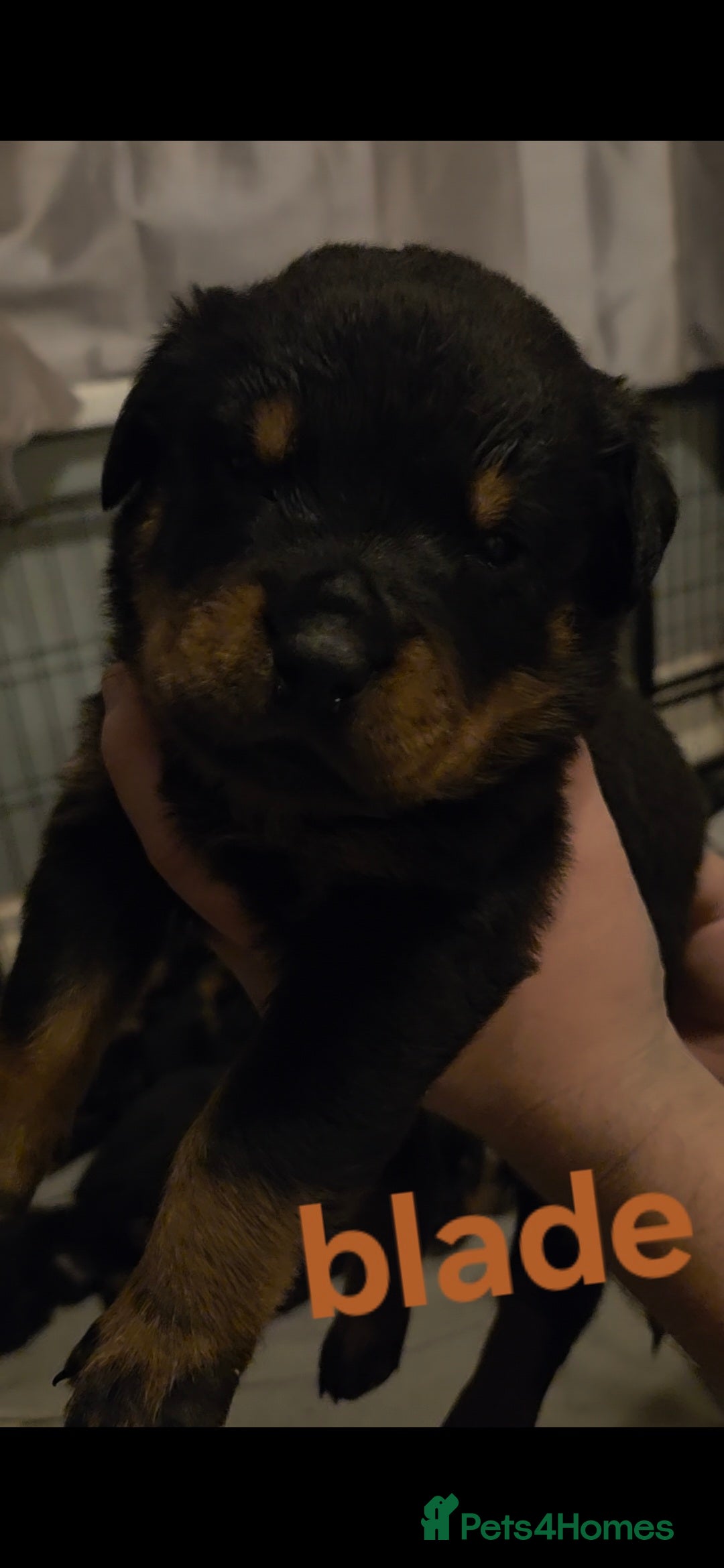 Rottweiler dogs for sale: Rottweiler puppies - Advert 36