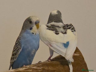 Budgerigars birds - Advert 21