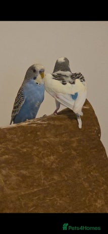 Budgerigars birds - Advert 4
