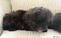 Mixed Breed dogs for sale: Shih-Poo or Shoodle - Image 12