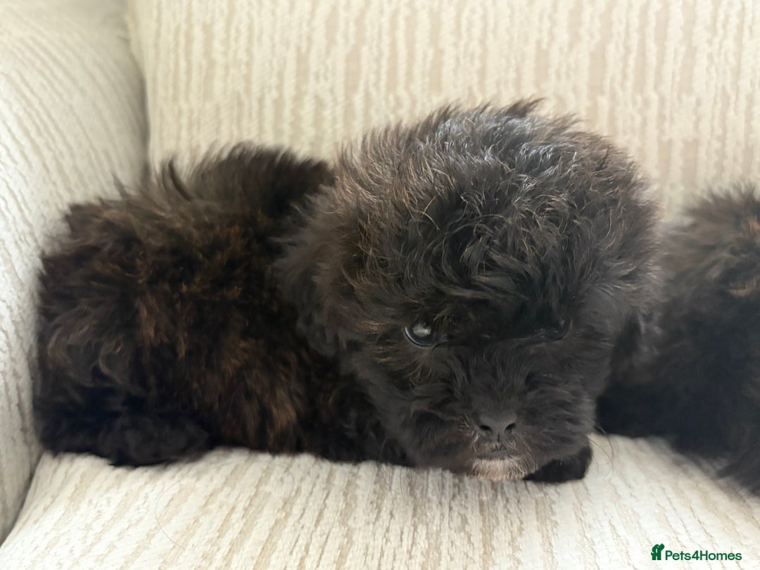 Mixed Breed dogs for sale: Shih-Poo or Shoodle - Image 12