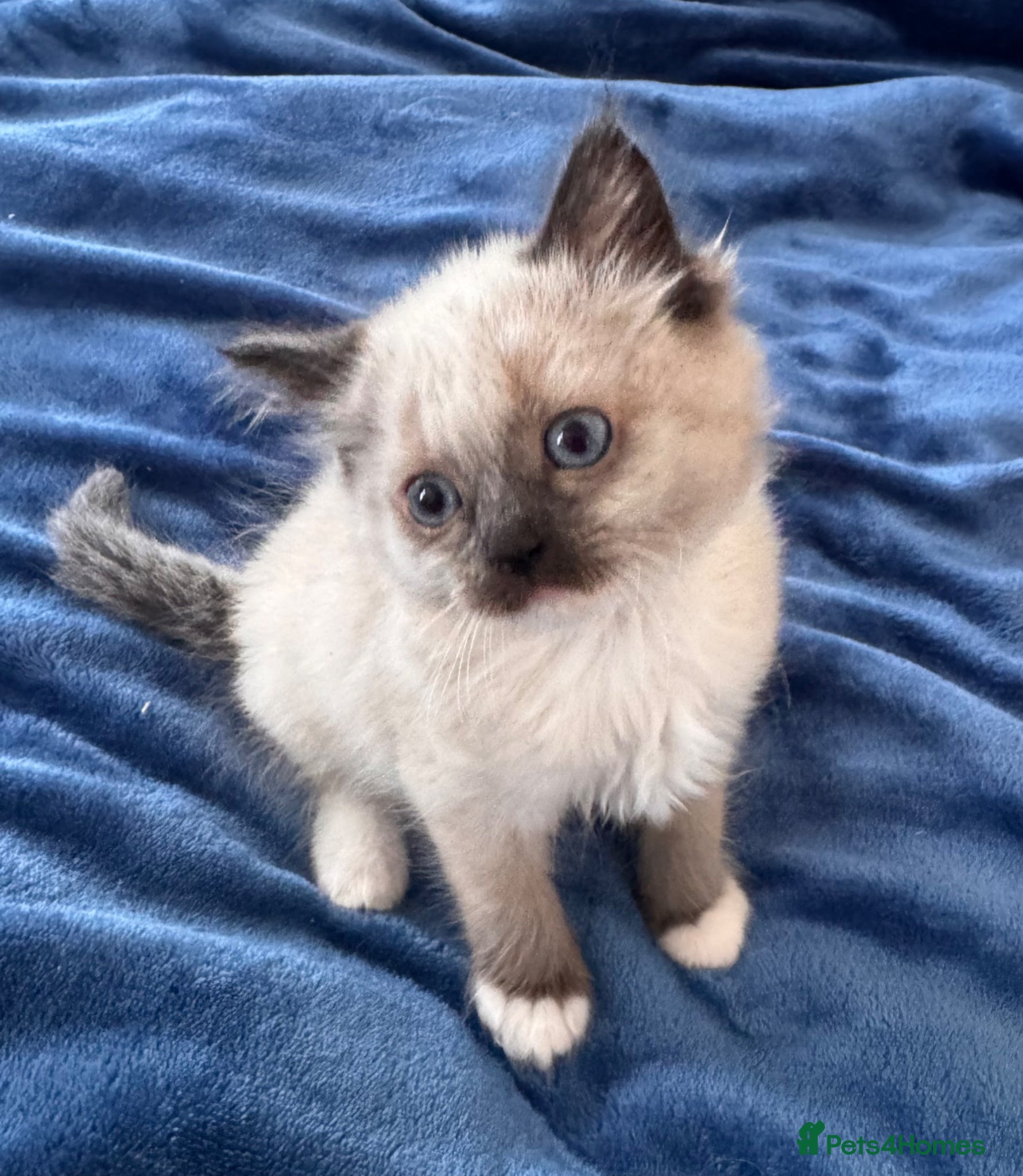 Ragdoll cats for sale: 2 Purebred Ragdoll Kittens  - Advert 7