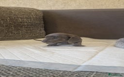 Dachshund dogs for sale: 2 girls and 1 boy miniature dachshund puppies  - Image 6