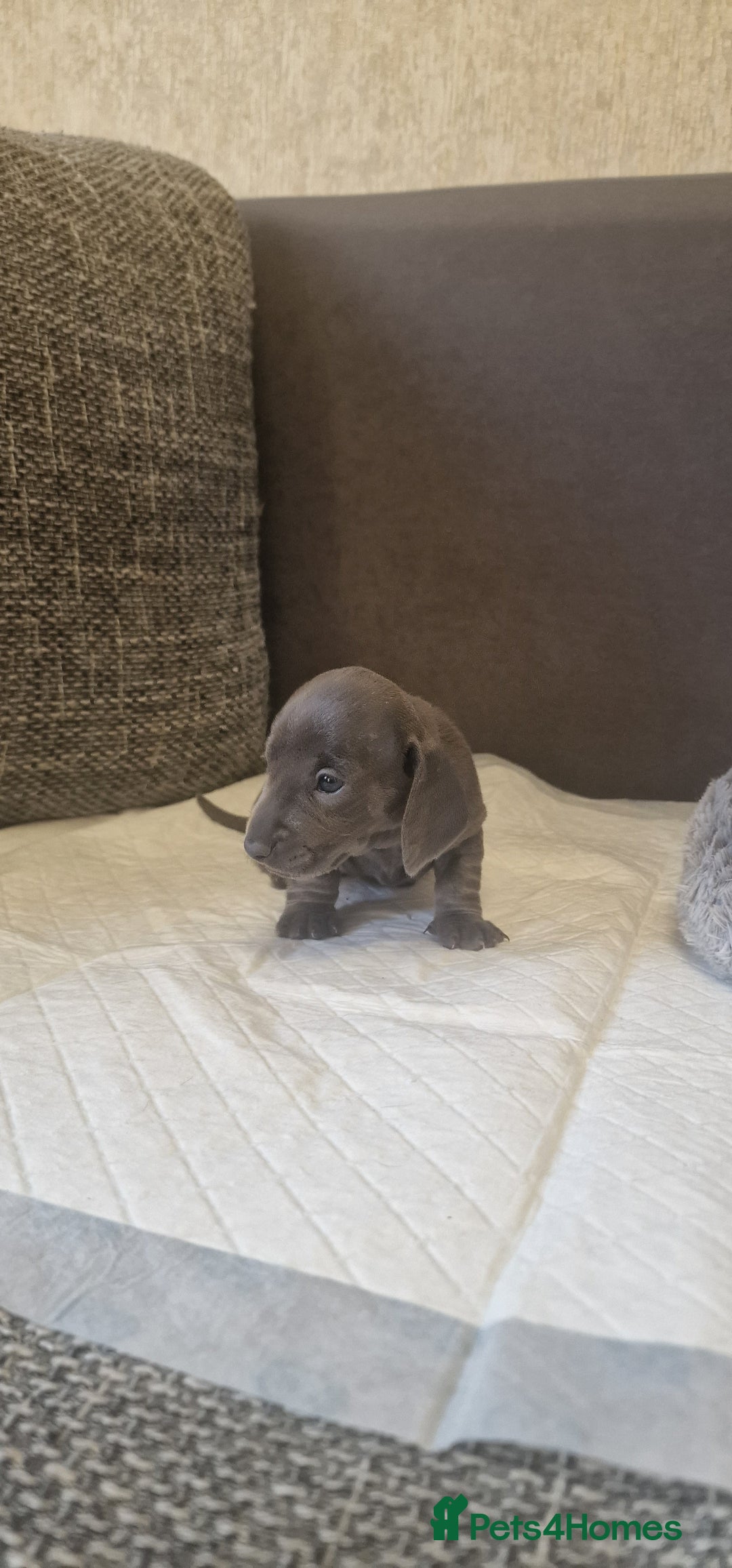 Dachshund dogs for sale: 2 girls and 1 boy miniature dachshund puppies  - Image 6