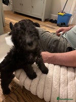 Mixed Breed dogs Bedlington Whippet - Advert 6
