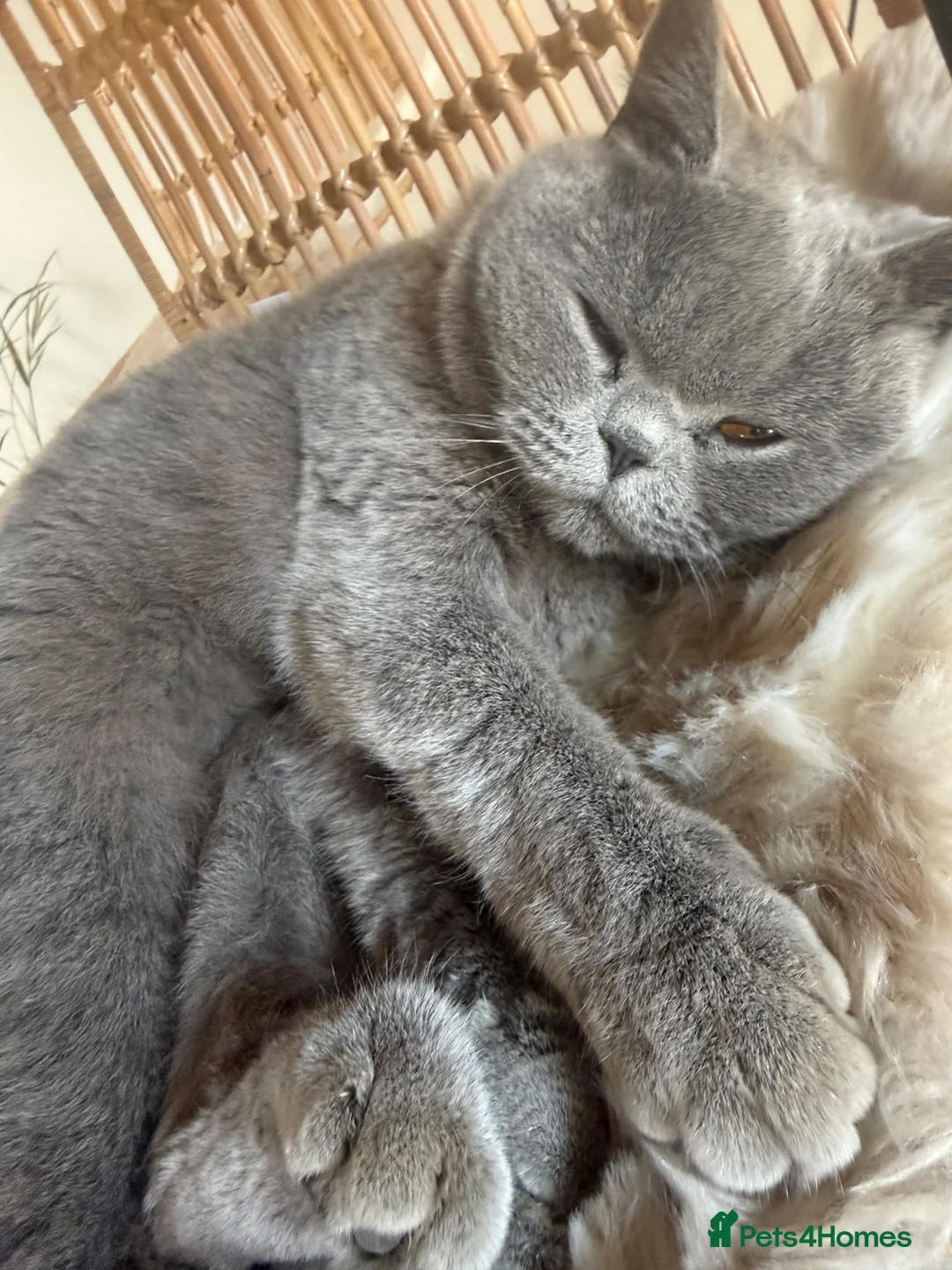 British Shorthair cats for sale: A beautiful shorthair blue  - Advert 1