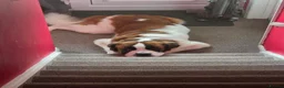 Saint Bernard dogs for sale: 2 year old saint bernard  - Advert 5