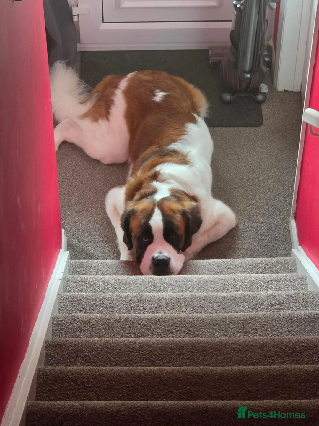 Saint Bernard dogs for sale: 2 year old saint bernard  - Advert 5