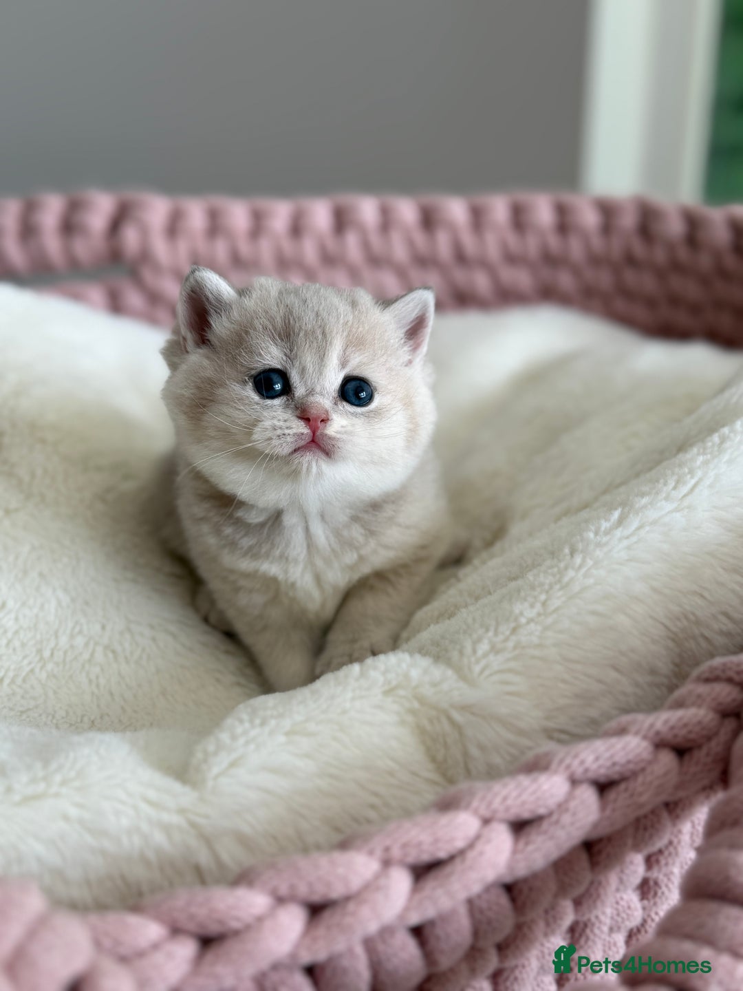 British Shorthair cats for sale: Golden Blue British Shorthair kittens  - Advert 19