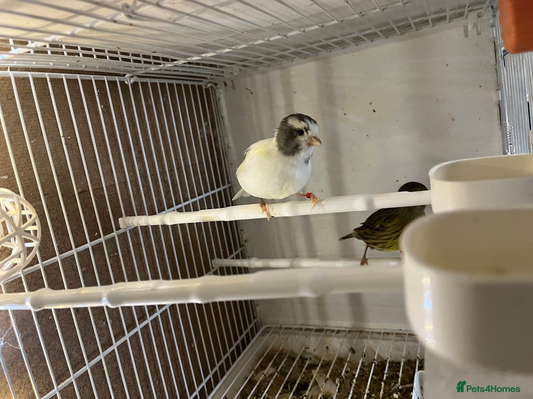 Canaries birds for sale: harlequins canary pairs and canaries  - Image 6