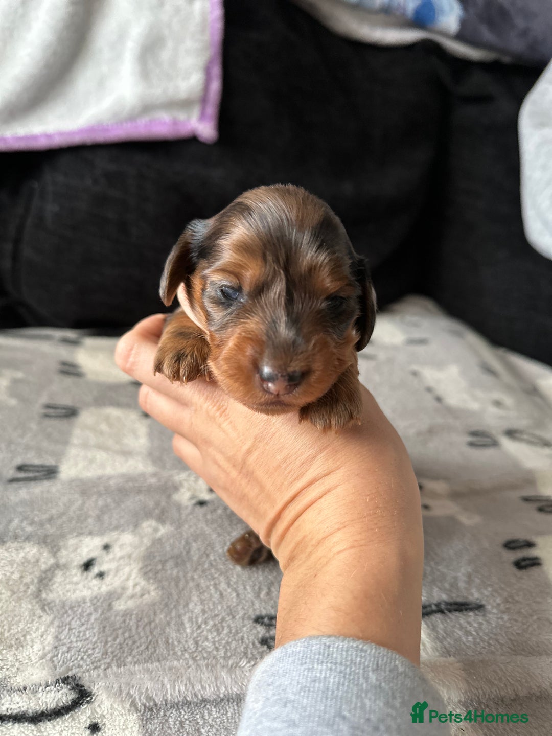 Miniature Dachshund dogs for sale: Miniature Dachounds  - Advert 8