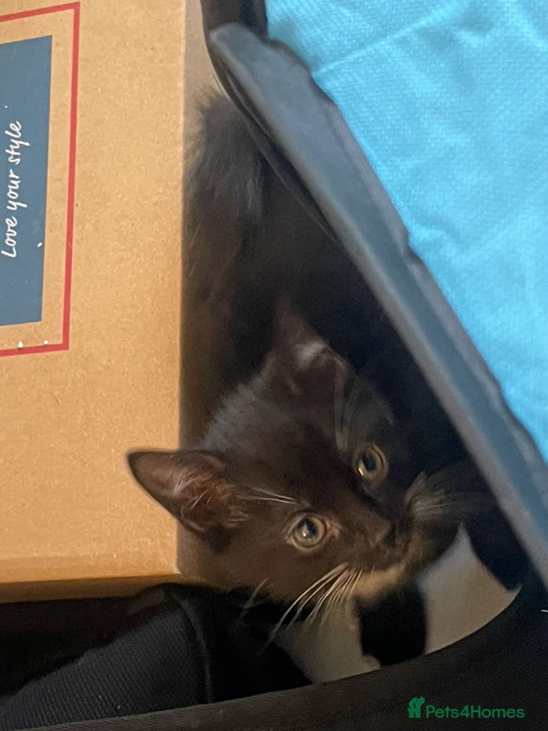 Mixed Breed cats for sale: Adorable kittens up for sale!  - Advert 14