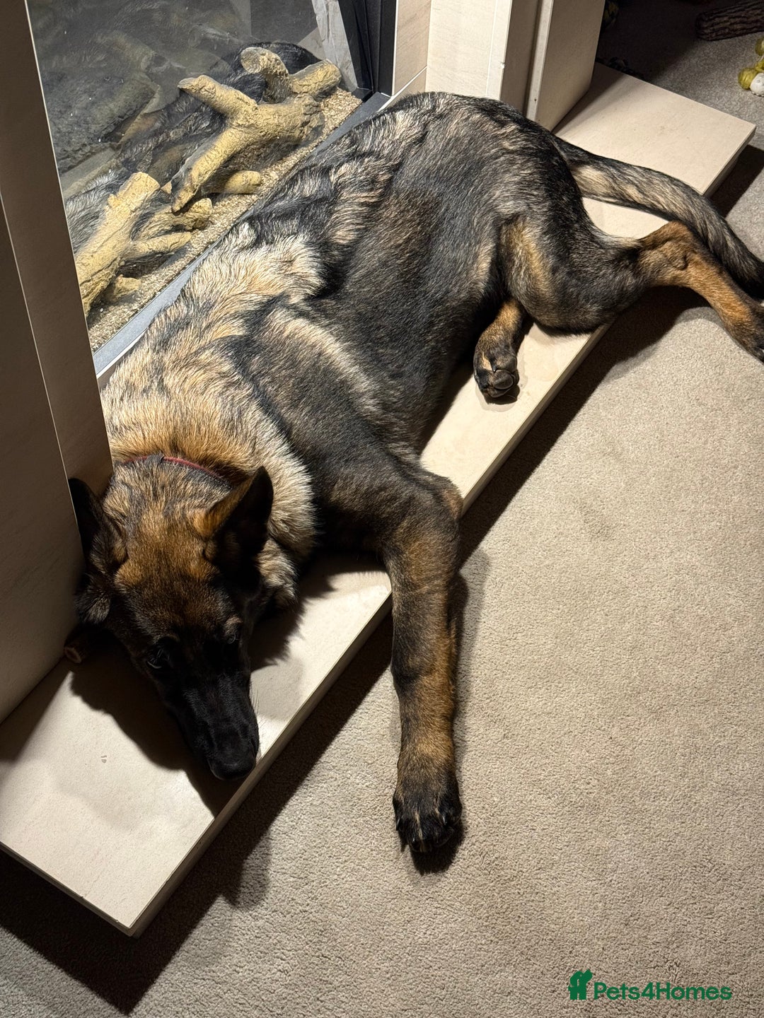 German Shepherd dogs for sale: Stunning Working line German Shepherd - Advert 6