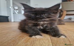 Maine Coon cats for sale: Maine coon kittens - Image 8