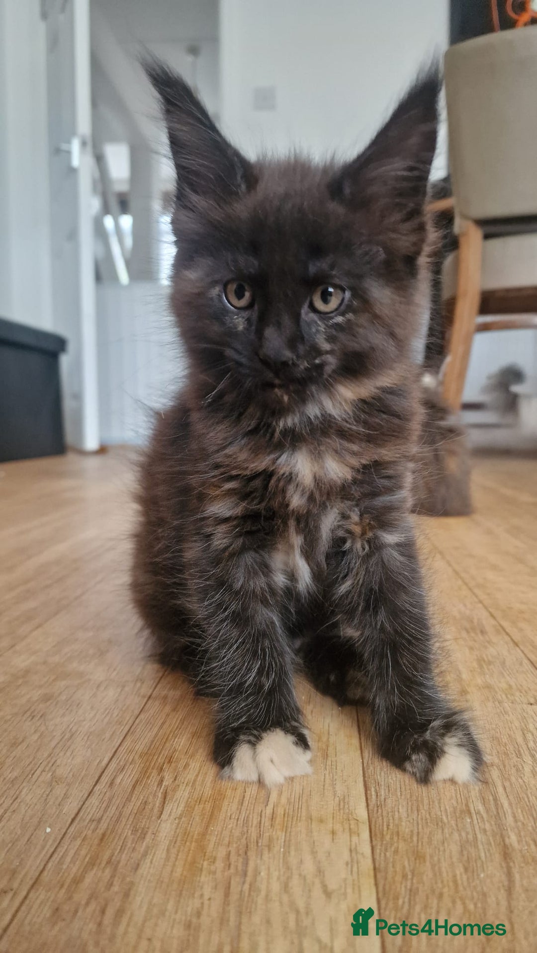 Maine Coon cats for sale: Maine coon kittens - Image 8