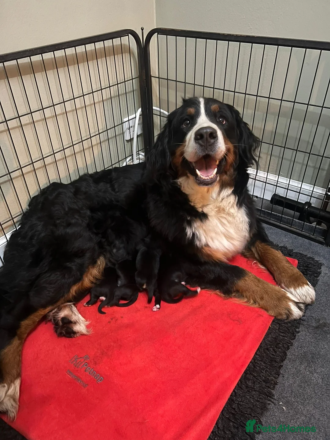 Mixed Breed dogs for sale: Golden Bernese Puppies 🖤🤍🤎 - Advert 4