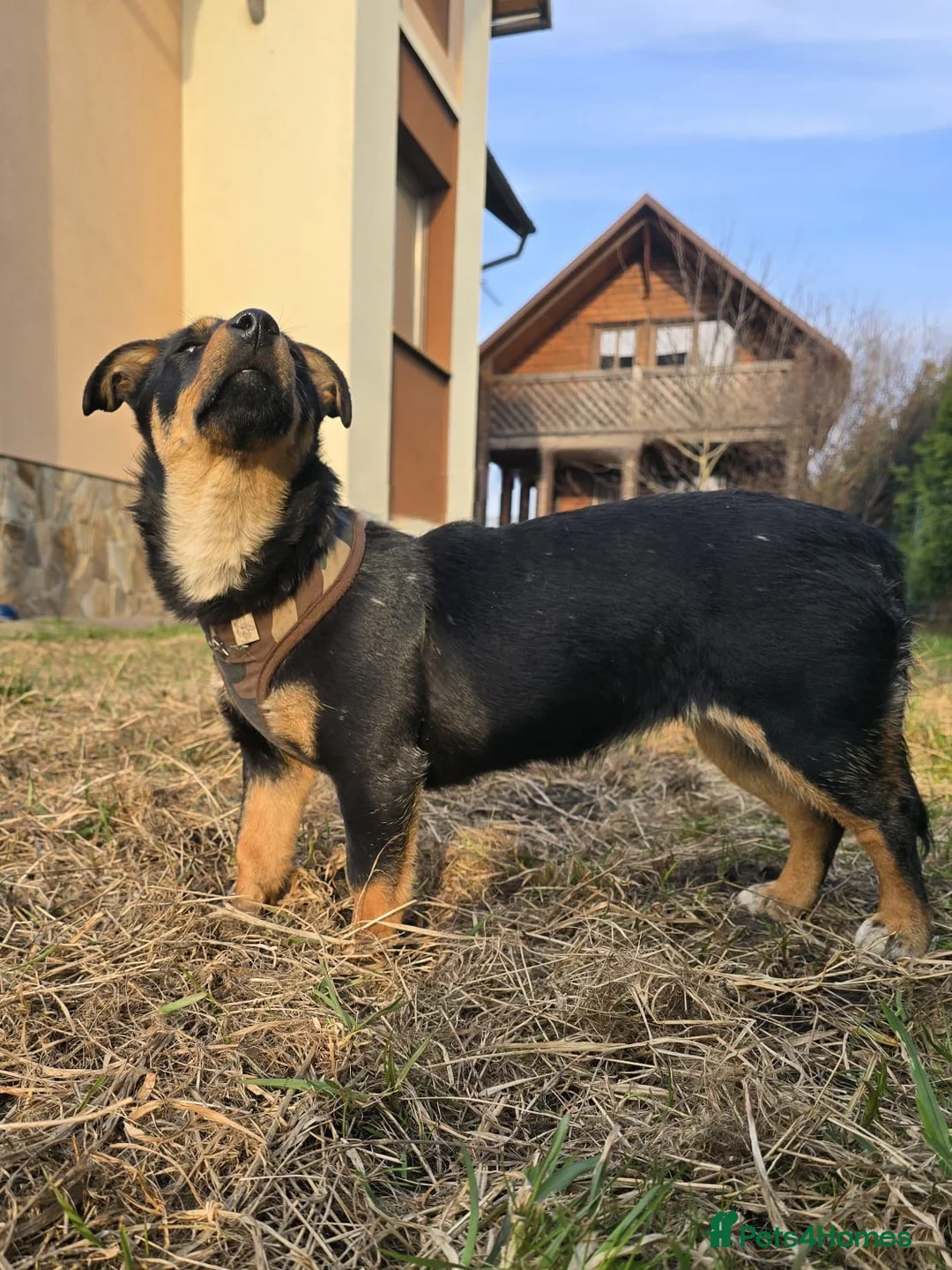 Mixed Breed dogs for adoption: ❤️🐶 BETTY – THE LITTLE ONE WHO MELTS ON YOUR LAP in Burton-on-Trent - Advert 31