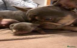 French Bulldog dogs for sale: Stunning French bulldog puppies - Advert 3