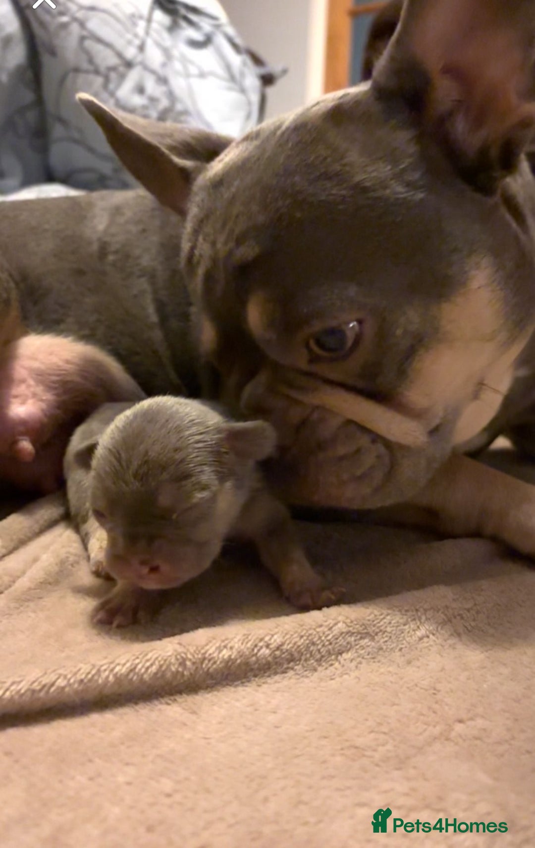 French Bulldog dogs for sale: Stunning French bulldog puppies - Advert 3