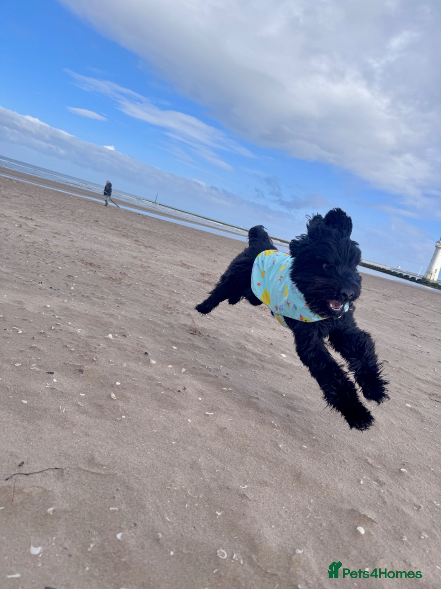 Cockapoo dogs for sale: Ronnie  in Stockport - Advert 2