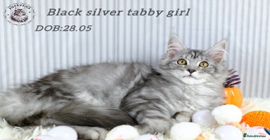 Maine Coon cats - Advert 2