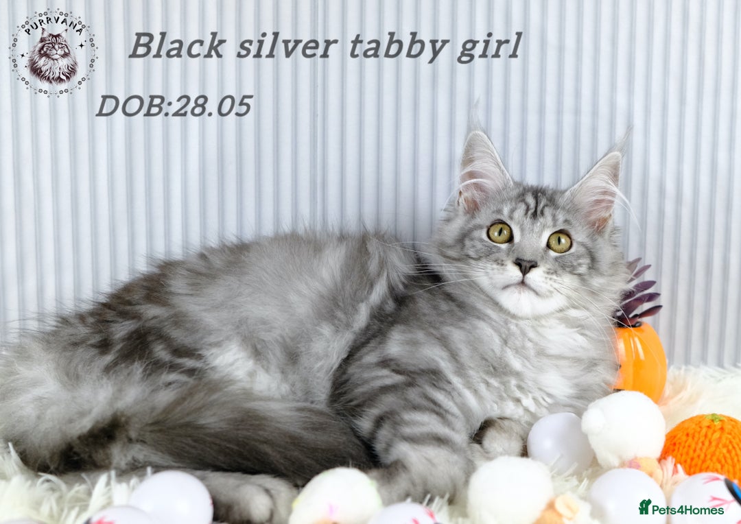 Maine Coon cats for sale: TICA registration Maine coon kittens Ready to go - Image 3
