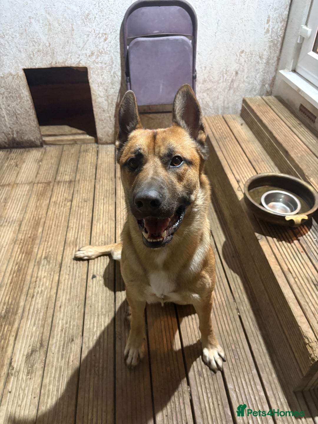 Mixed Breed dogs for sale: DOG FOR FREE - Advert 10