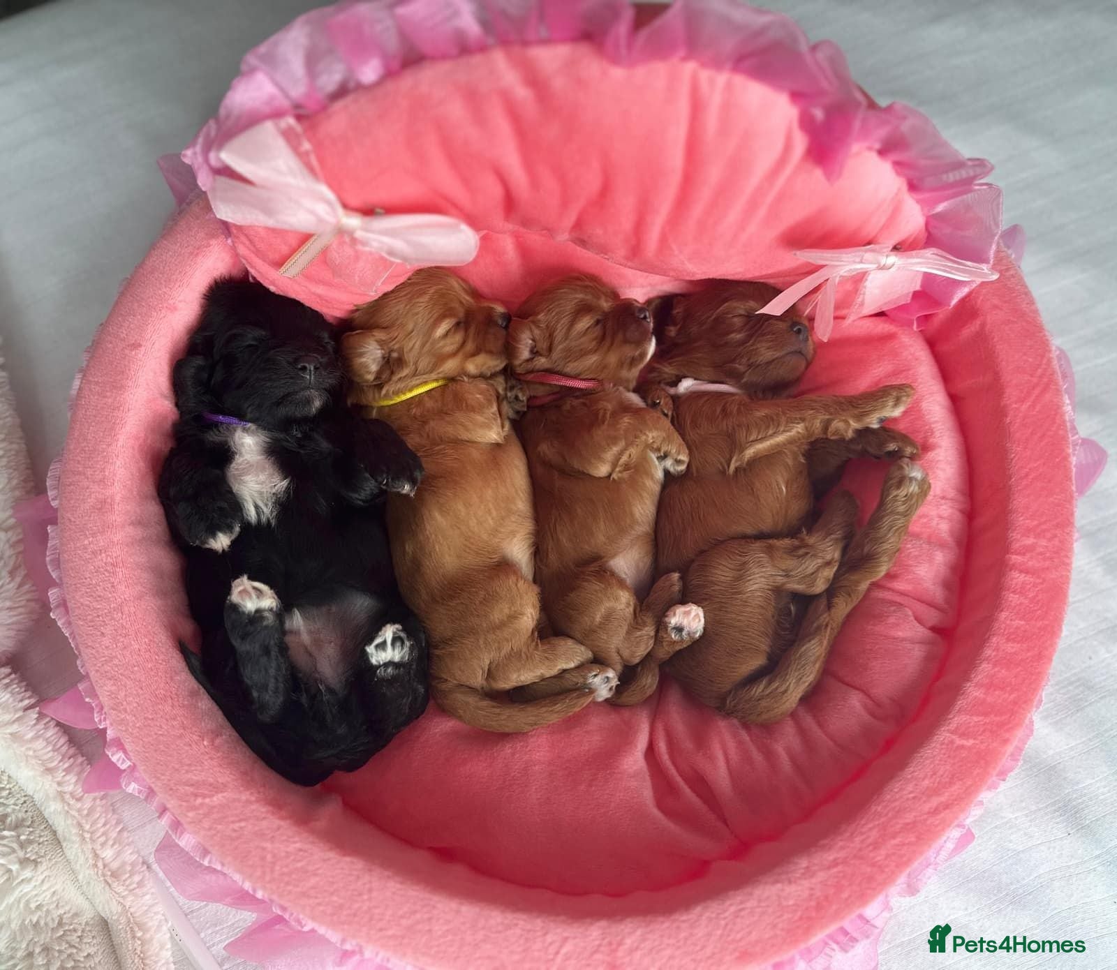Cavapoo dogs F1 beautifull litter of 8 🧸 🧸❤️❤️❤️ - Advert 5