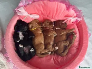 Cavapoo dogs F1 beautifull litter of 8 🧸 🧸❤️❤️❤️ - Advert 5