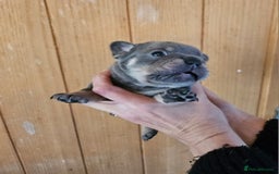 French Bulldog dogs for sale: ⚡️Exquisite 🌈 Pedigree French Bulldog Puppies ⚡️ - Image 11