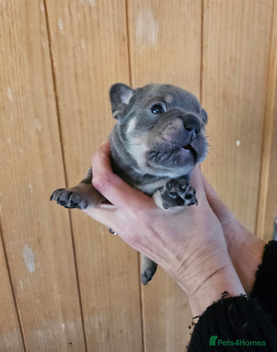 French Bulldog dogs for sale: ⚡️Exquisite 🌈 Pedigree French Bulldog Puppies ⚡️ - Image 11