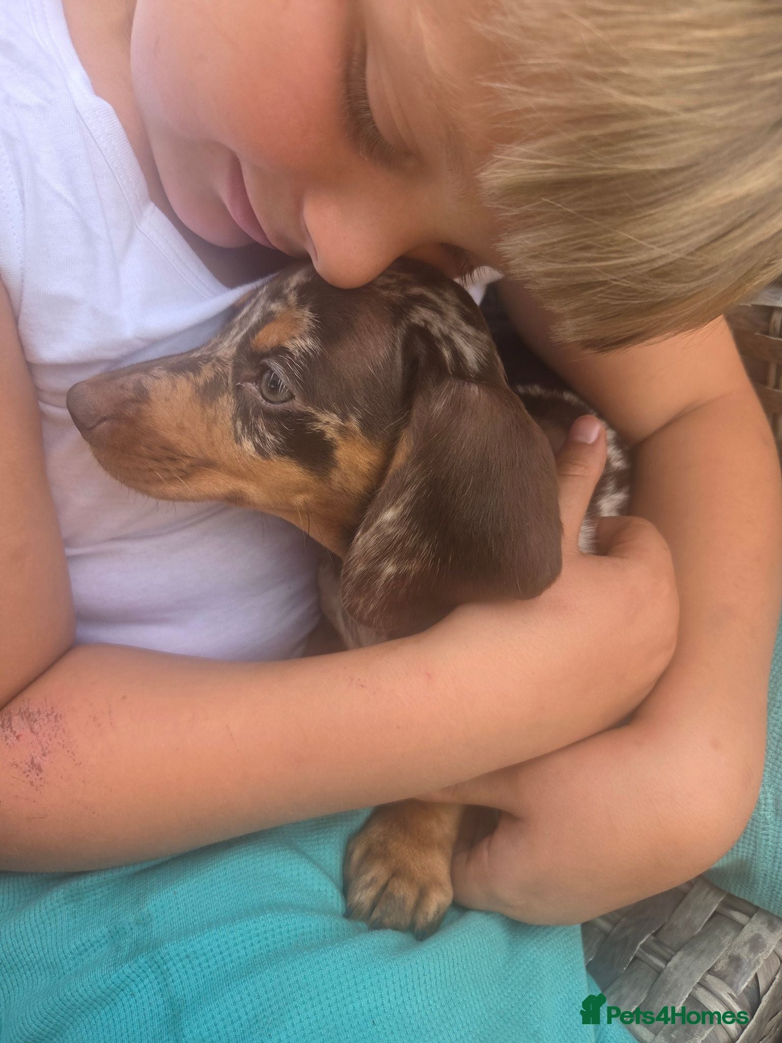 Miniature Dachshund dogs Miniature dachshunds - Advert 2