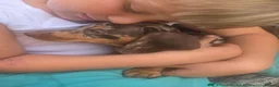 Miniature Dachshund dogs for sale: Miniature dachshunds - Advert 23