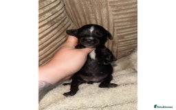 Mixed Breed dogs for sale: 🐾 3 Beautiful Show Cocker Spaniel Mix Puppies 🐾 - Image 2