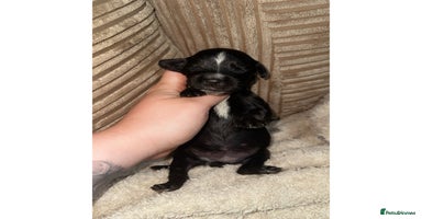 Mixed Breed dogs - Advert 4