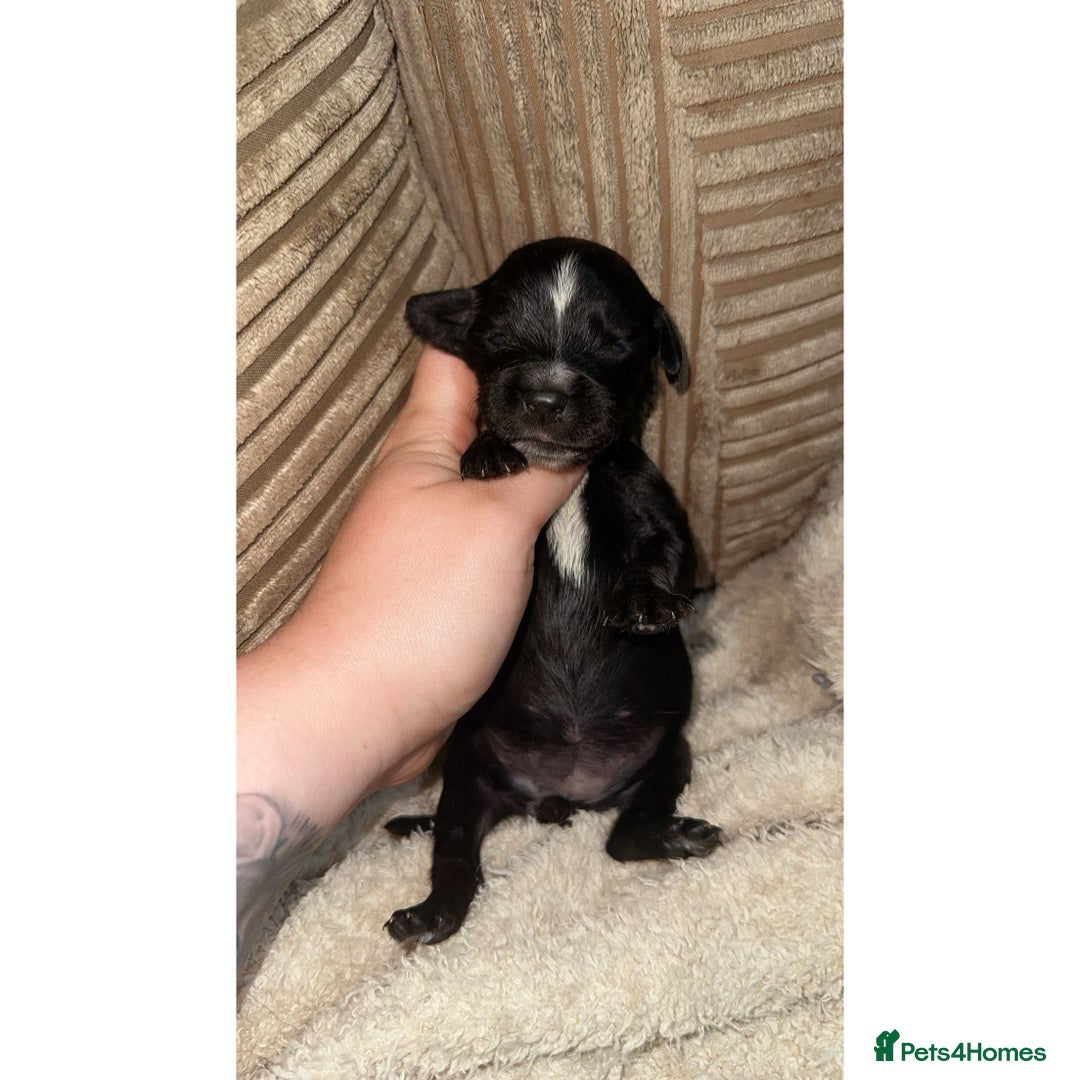 Mixed Breed dogs for sale: 🐾 3 Beautiful Show Cocker Spaniel Mix Puppies 🐾 - Image 2