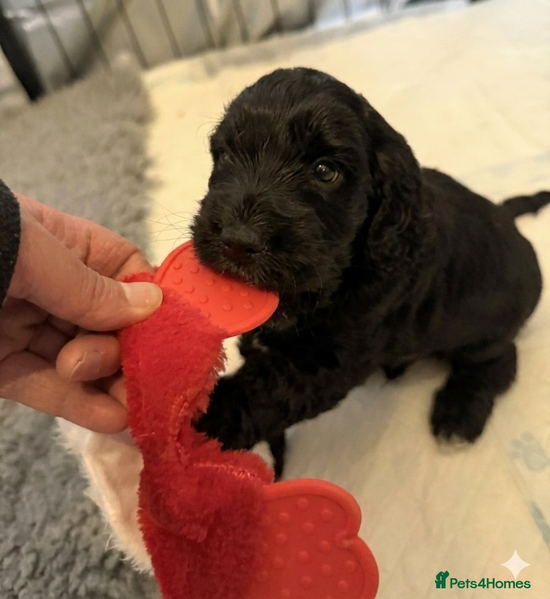 Cockapoo dogs for sale: 🐾💕 Exceptional F2 Cockapoo Puppies💕🐾 - Advert 16