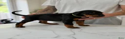 Dobermann dogs for sale: European Doberman puppies! - Advert 17