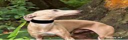Italian Greyhound dogs for stud: Romeo italian greyhound Russian Import for stud  - Advert 1