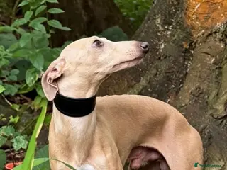 Italian Greyhound dogs Romeo italian greyhound Russian Import for stud - Advert 2