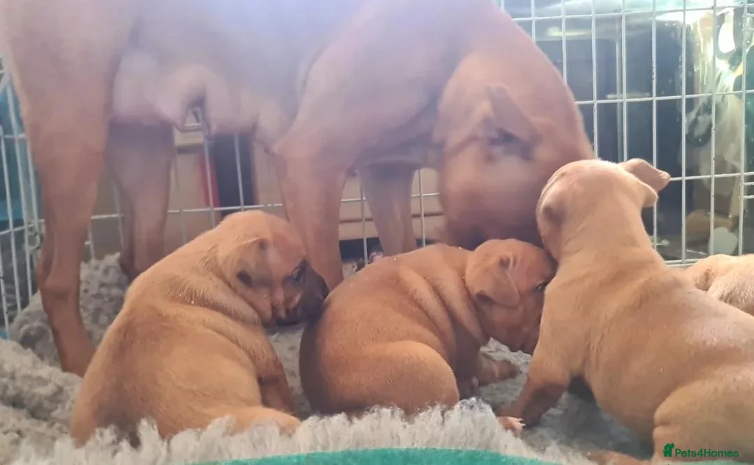 Staffordshire Bull Terrier dogs for sale: Gorgeous Red Staffordshire Bull Terrier Puppies. - Advert 1