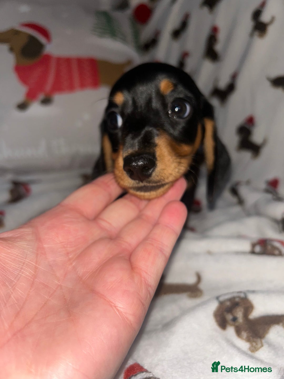 Miniature Dachshund dogs for sale: Miniature Smooth Dachshund Puppies  - Advert 7
