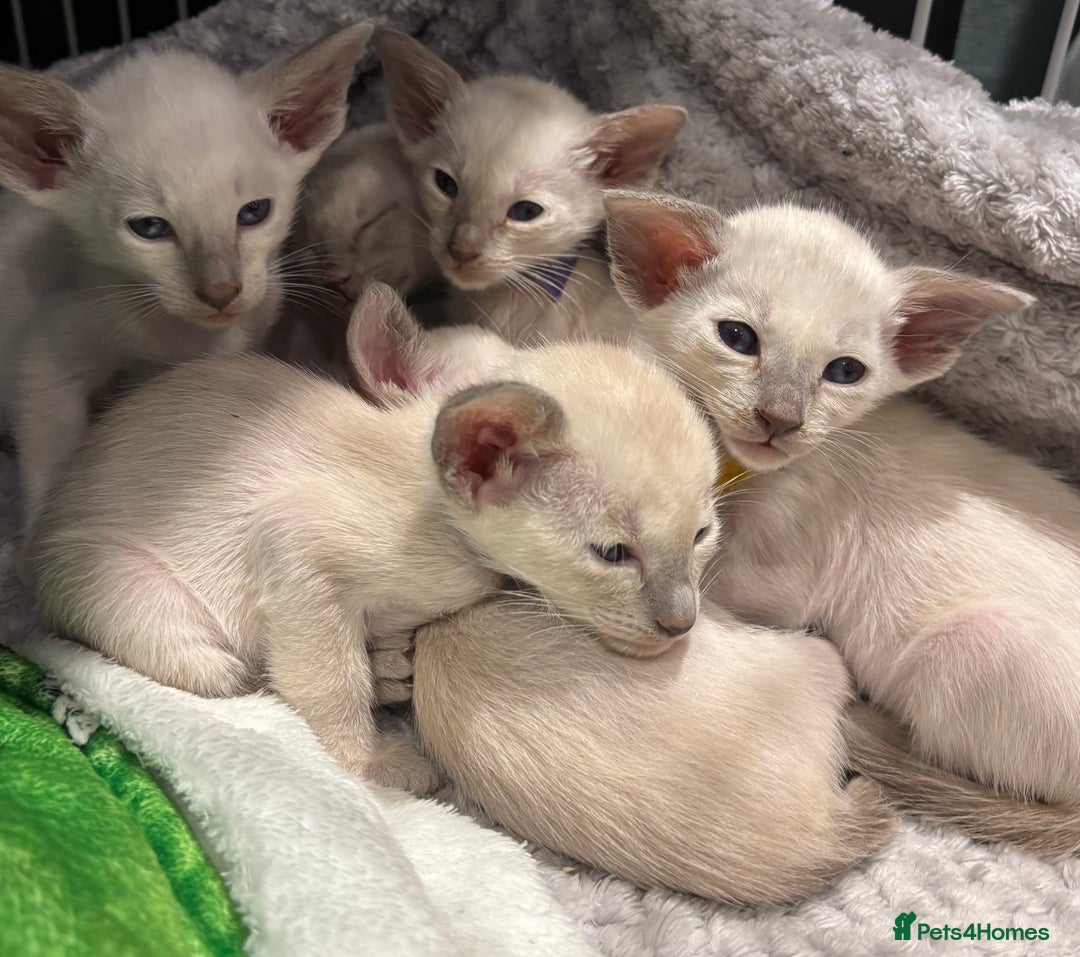 Siamese cats for sale: ✨Gorgeous GCCF registered kittens✨ - Image 22