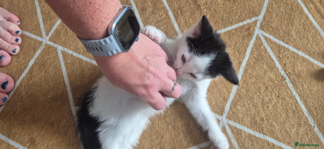 Mixed Breed cats for sale: Felix cats - Image 3