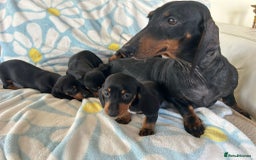 Dachshund dogs for sale: Adorable dachshund puppies ready to leave - Image 6